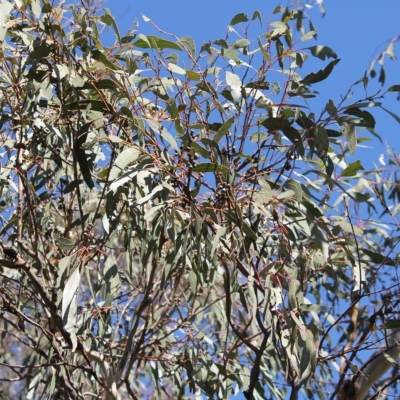 Eucalyptus bridgesiana (Apple Box) at Wanniassa Hill - 19 Apr 2023 by LPadg