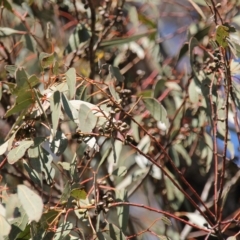 Eucalyptus bridgesiana at Fadden, ACT - 19 Apr 2023