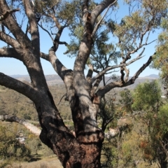 Eucalyptus bridgesiana at Wanniassa Hill - 19 Apr 2023 12:50 PM