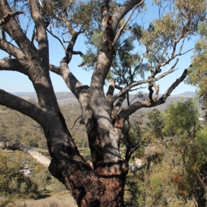 Eucalyptus bridgesiana at Wanniassa Hill - 19 Apr 2023