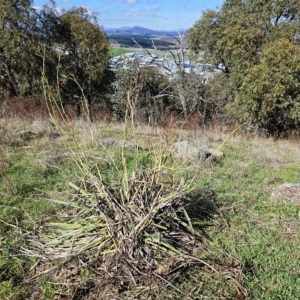 Dianella sp. aff. longifolia (Benambra) at Molonglo Valley, ACT - 18 Apr 2023