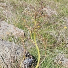 Dianella sp. aff. longifolia (Benambra) at Molonglo Valley, ACT - 18 Apr 2023