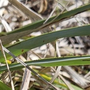 Dianella sp. aff. longifolia (Benambra) at Molonglo Valley, ACT - 18 Apr 2023