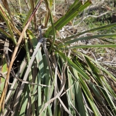 Dianella sp. aff. longifolia (Benambra) at Molonglo Valley, ACT - 18 Apr 2023