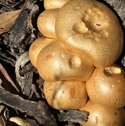 Gymnopilus junonius (Spectacular Rustgill) at Hughes, ACT - 19 Apr 2023 by KL