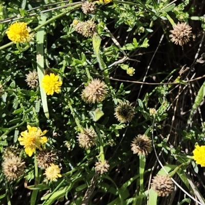 Calotis lappulacea (Yellow Burr Daisy) at Molonglo Valley, ACT - 18 Apr 2023 by sangio7