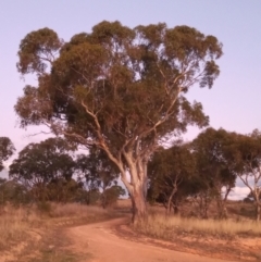 Eucalyptus blakelyi (Blakely's Red Gum) at Kambah, ACT - 19 Apr 2023 by MichaelBedingfield