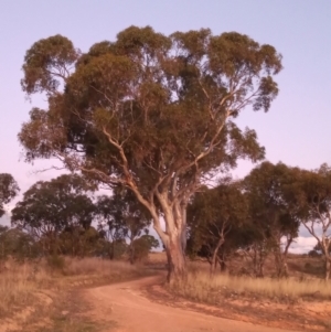 Eucalyptus blakelyi at Urambi Hills - 19 Apr 2023