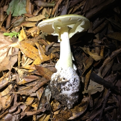 Amanita phalloides (Death Cap) at Deakin, ACT - 19 Apr 2023 by Minz