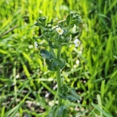 Hackelia suaveolens (Sweet Hounds Tongue) at Molonglo Valley, ACT - 18 Apr 2023 by sangio7