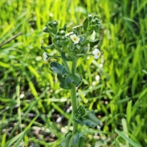 Hackelia suaveolens at Molonglo Valley, ACT - 18 Apr 2023