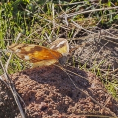 Heteronympha merope (Common Brown Butterfly) at Mount Taylor - 17 Apr 2023 by BarrieR