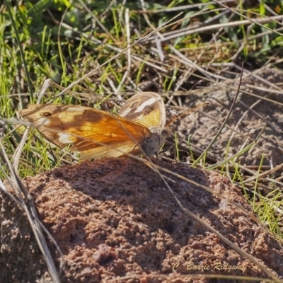 Heteronympha merope (Common Brown Butterfly) at Mount Taylor - 17 Apr 2023 by BarrieR