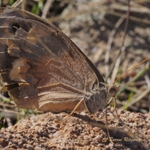 Heteronympha merope at Pearce, ACT - 18 Apr 2023