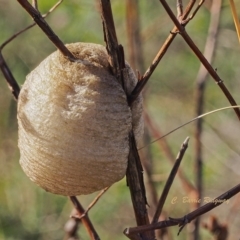 Mantidae (family) (Egg case of praying mantis) at Mount Taylor - 17 Apr 2023 by BarrieR