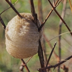 Mantidae (family) (Egg case of praying mantis) at Kambah, ACT - 17 Apr 2023 by BarrieR