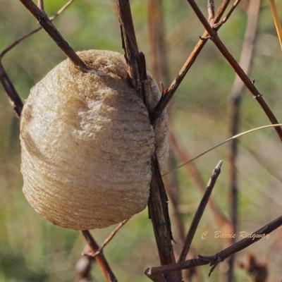 Mantidae (family) (Egg case of praying mantis) at Mount Taylor - 17 Apr 2023 by BarrieR