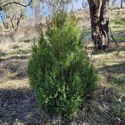 Juniperus sp. (Juniper) at Molonglo Valley, ACT - 18 Apr 2023 by sangio7
