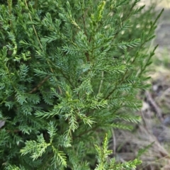 Juniperus sp. at Molonglo Valley, ACT - 18 Apr 2023