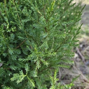 Juniperus sp. at Molonglo Valley, ACT - 18 Apr 2023