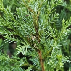 Juniperus sp. at Molonglo Valley, ACT - 18 Apr 2023