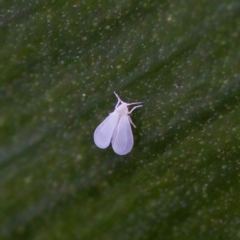 Siphoninus phillyreae (Ash Whitefly) at Florey, ACT - 20 Apr 2023 by KorinneM