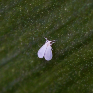 Siphoninus phillyreae at Florey, ACT - 20 Apr 2023