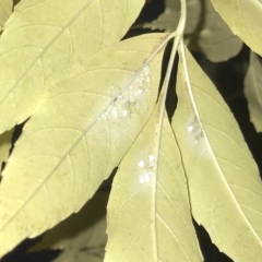 Siphoninus phillyreae at Florey, ACT - 20 Apr 2023