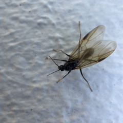 Formicidae (family) at Canberra, ACT - 19 Apr 2023