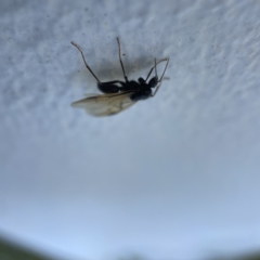 Formicidae (family) at Canberra, ACT - 19 Apr 2023 01:25 PM