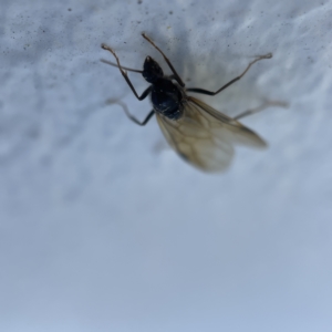 Formicidae (family) at Canberra, ACT - 19 Apr 2023 01:25 PM