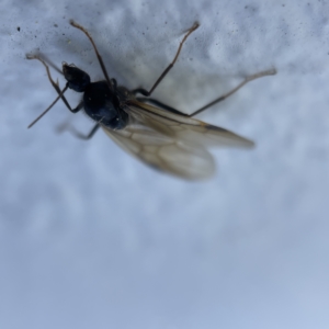 Formicidae (family) at Canberra, ACT - 19 Apr 2023 01:25 PM