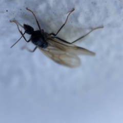 Formicidae (family) at Canberra, ACT - 19 Apr 2023