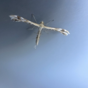 Megalorhipida leucodactyla at Canberra, ACT - 19 Apr 2023