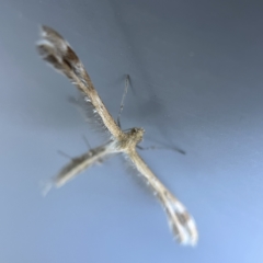 Megalorhipida leucodactyla at Canberra, ACT - 19 Apr 2023