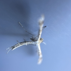 Megalorhipida leucodactyla at Canberra, ACT - 19 Apr 2023