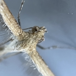 Megalorhipida leucodactyla at Canberra, ACT - 19 Apr 2023