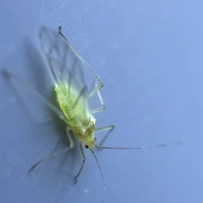 Unidentified Psyllid, lerp, aphid or whitefly (Hemiptera, several families) at Canberra, ACT - 19 Apr 2023 by Hejor1