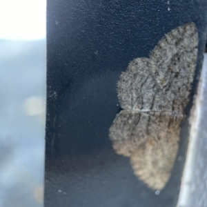 Zermizinga sinuata at Canberra, ACT - 19 Apr 2023