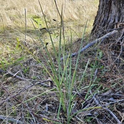 Dianella sp. aff. longifolia (Benambra) (Pale Flax Lily, Blue Flax Lily) at The Pinnacle - 18 Apr 2023 by sangio7