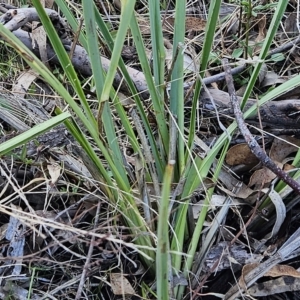 Dianella sp. aff. longifolia (Benambra) at Weetangera, ACT - 18 Apr 2023