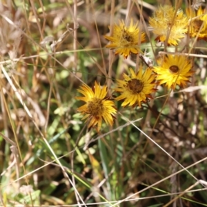 Xerochrysum subundulatum at Mount Clear, ACT - 9 Apr 2023