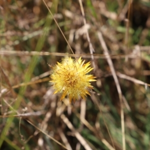 Xerochrysum subundulatum at Mount Clear, ACT - 9 Apr 2023