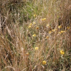 Xerochrysum subundulatum at Mount Clear, ACT - 9 Apr 2023