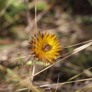 Xerochrysum subundulatum at Mount Clear, ACT - 9 Apr 2023 01:39 PM