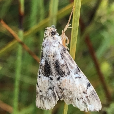 Unidentified Moth (Lepidoptera) at Tasman National Park - 12 Apr 2023 by MattFox