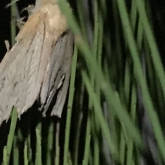 Unidentified Moth (Lepidoptera) at Cape Pillar, TAS - 12 Apr 2023 by MattFox
