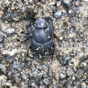 Onthophagus fuliginosus at Cape Pillar, TAS - 12 Apr 2023