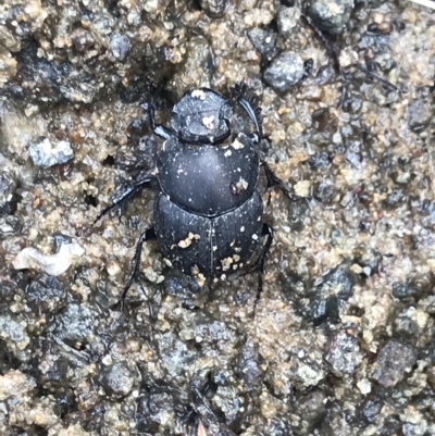 Unidentified Beetle (Coleoptera) at Tasman National Park - 12 Apr 2023 by MattFox
