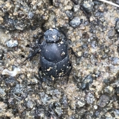 Onthophagus fuliginosus at Cape Pillar, TAS - 12 Apr 2023